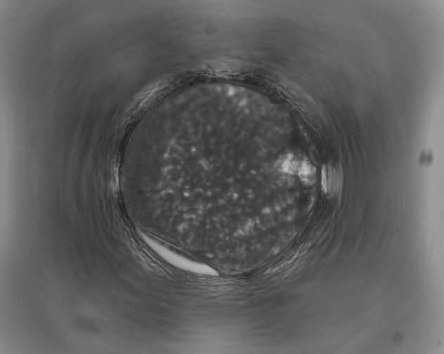 X0000096991155200802291202