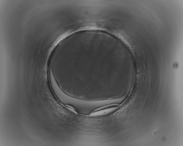 X0000096991173200802291202