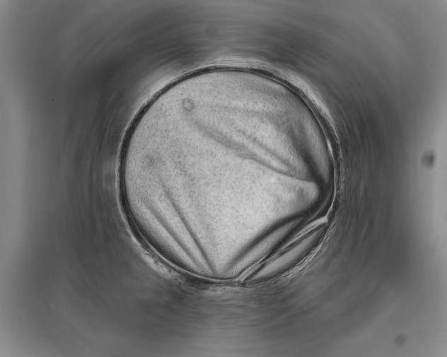 X0000096991237200802291202