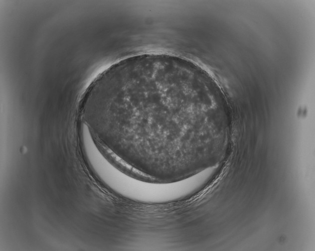 X0000096991263200802291201