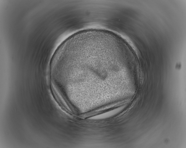 X0000096991295200802291200