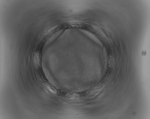 X0000096991298200802291200