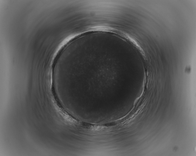 X0000096991323200802291200