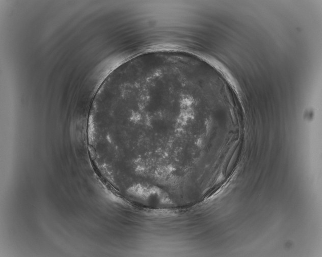 X0000096991337200802291200