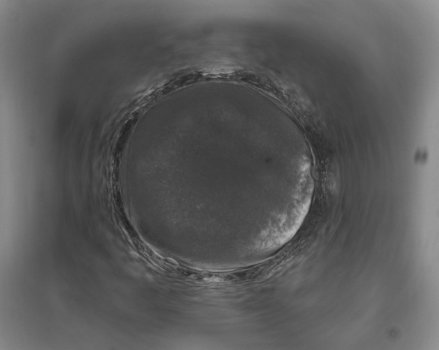 X0000096991445200802291158