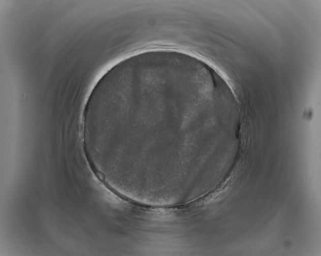 X0000096991527200802291157