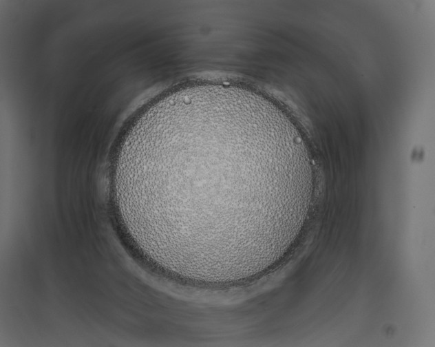 X0000096990016200803071104