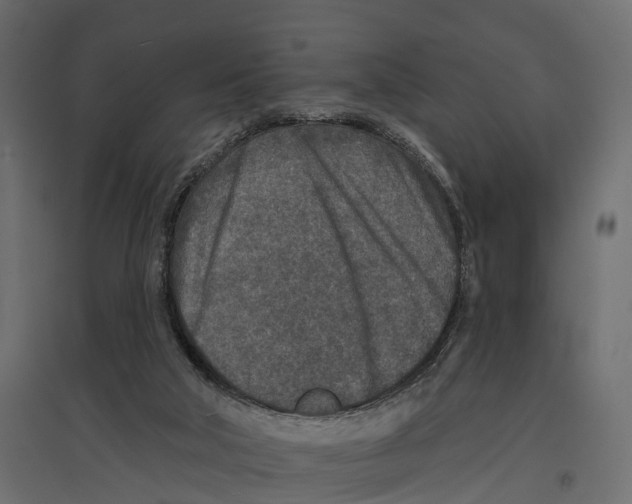 X0000096990018200803071104