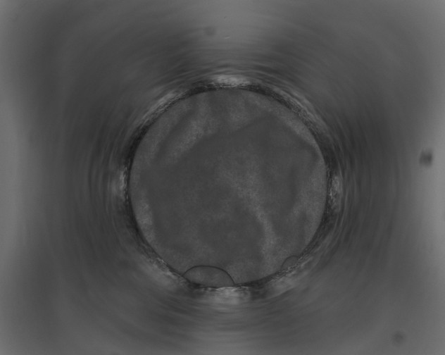 X0000096990330200803071059