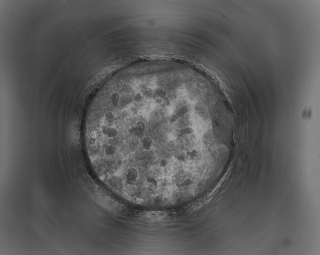 X0000096990353200803071058