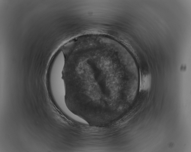 X0000096990387200803071058