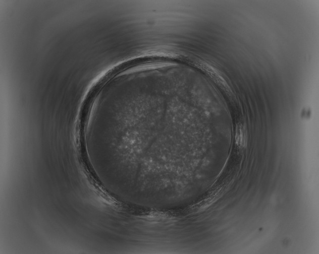 X0000096990388200803071058