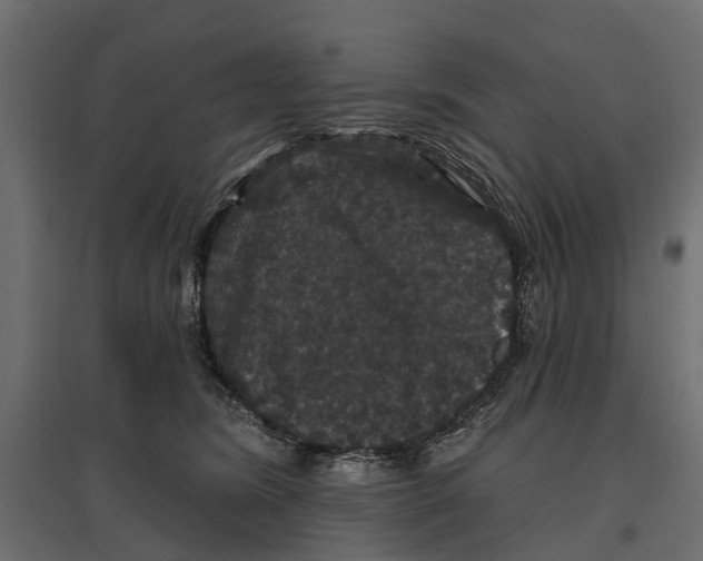 X0000096990420200803071057