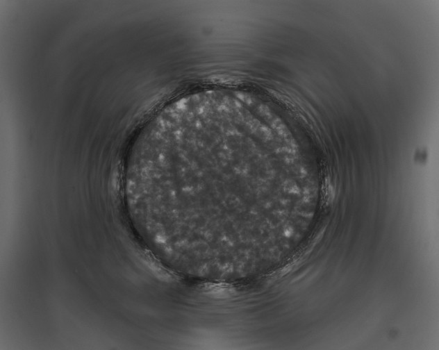 X0000096990424200803071057