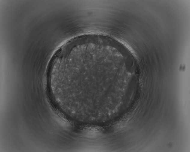 X0000096990488200803071056