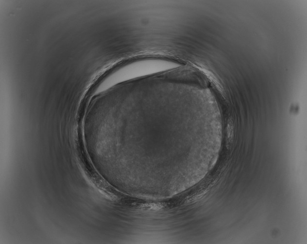 X0000096990492200803071056