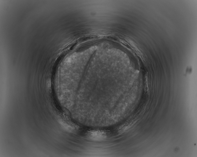 X0000096990500200803071056