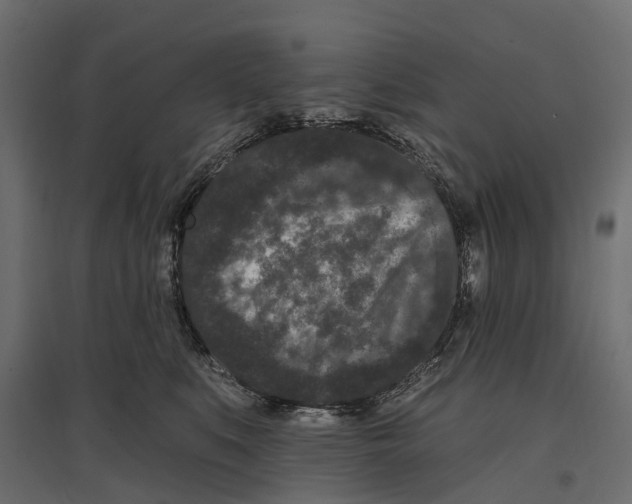 X0000096990519200803071056