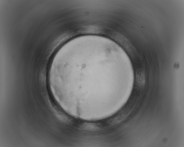 X0000096990534200803071055