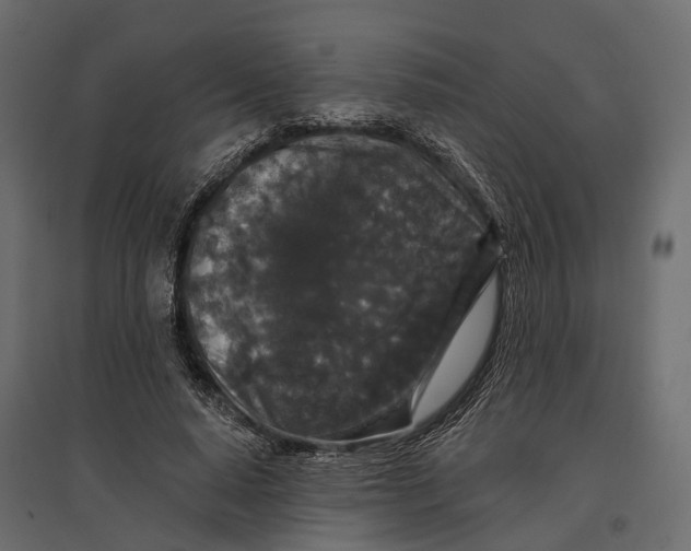 X0000096990640200803071054