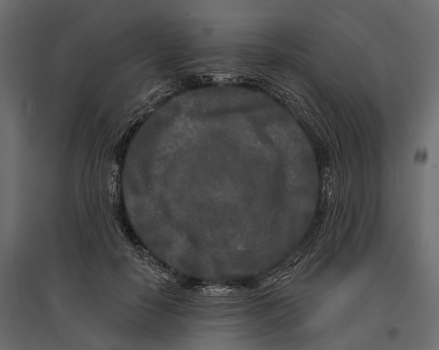 X0000096990650200803071054