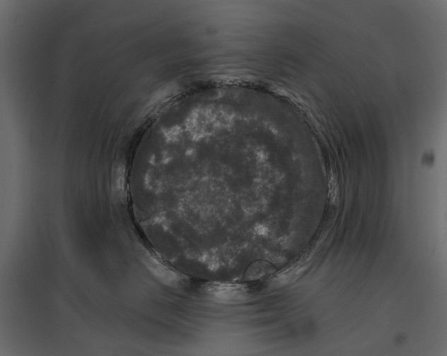 X0000096990670200803071055