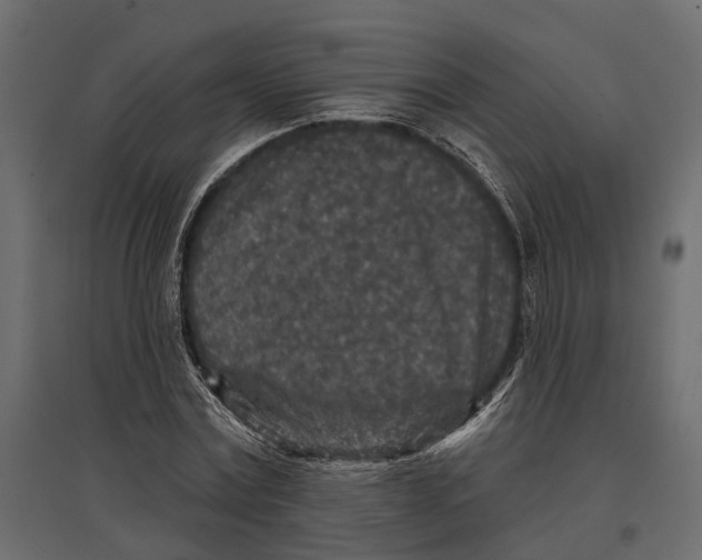 X0000096990779200803071052