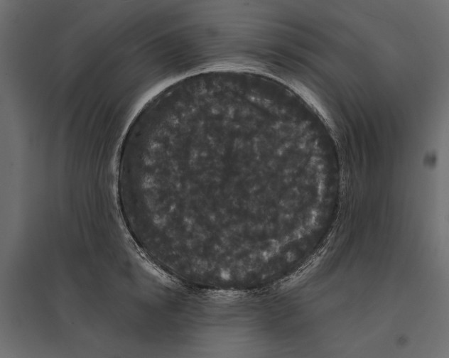 X0000096990854200803071052