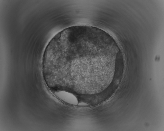 X0000096990864200803071052