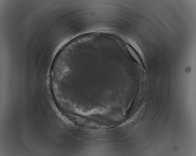 X0000096990944200803071050