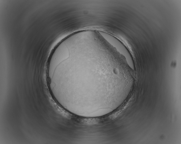 X0000096990952200803071050