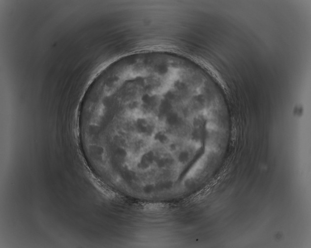 X0000096991031200803071048