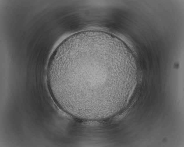 X0000096991094200803071048