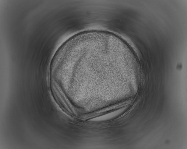 X0000096991295200803071044