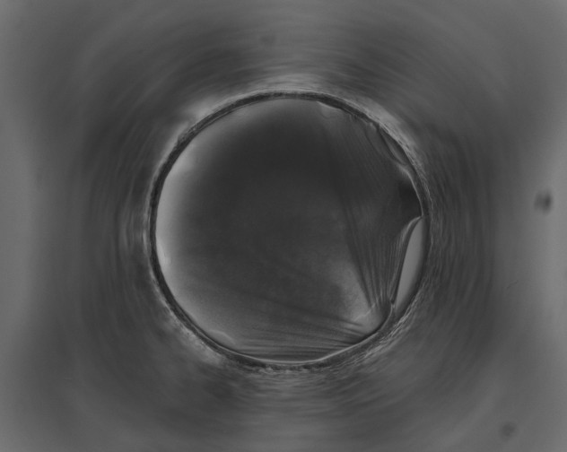 X0000096991334200803071044