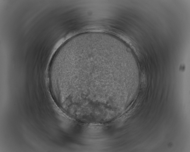 X0000096991466200803071042