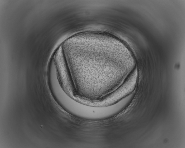 X0000096991467200803071042