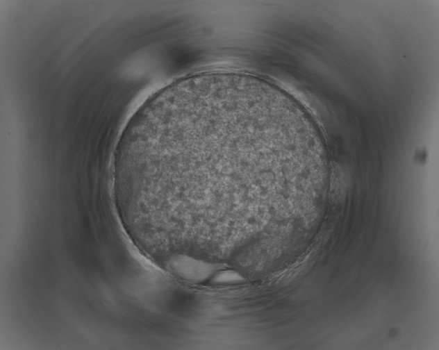 X0000096991474200803071042