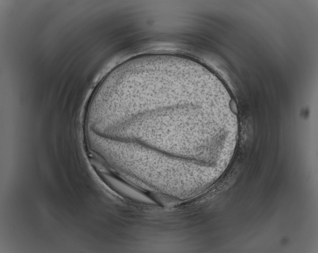 X0000096991475200803071042