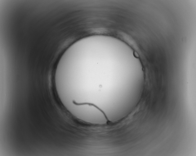 X0000097000106200802081036