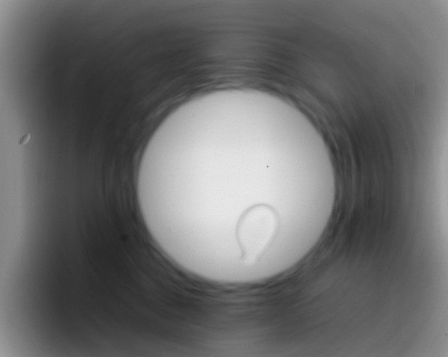 X0000097000376200802081033