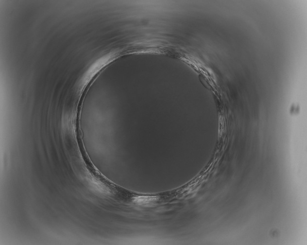 X0000097000051200802081453