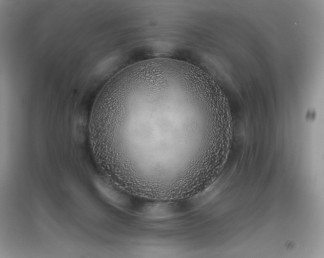 X0000097000082200802081453