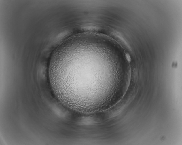 X0000097000259200802081450