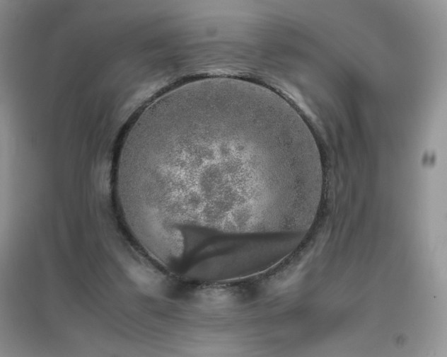 X0000097000299200802081450