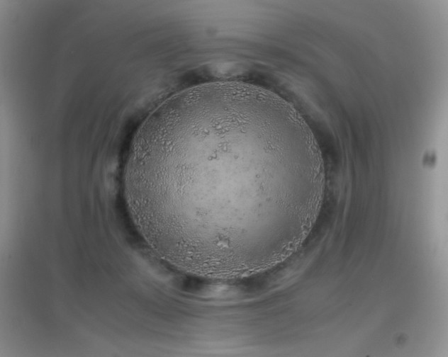 X0000097000319200802081450