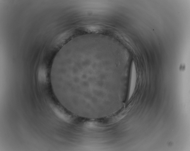 X0000097000408200802081448