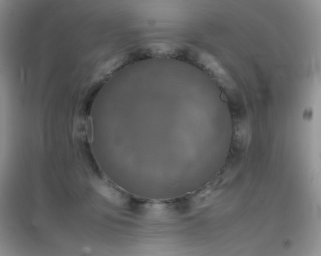 X0000097000419200802081448