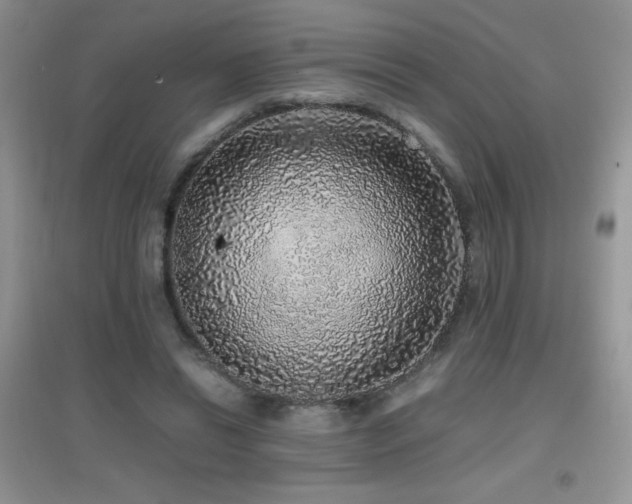 X0000097000446200802081447