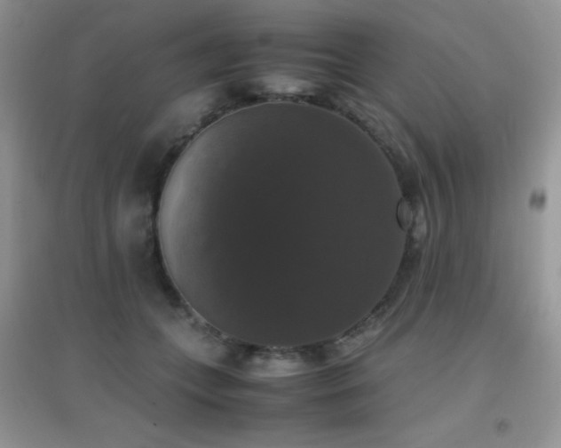 X0000097000559200802081446